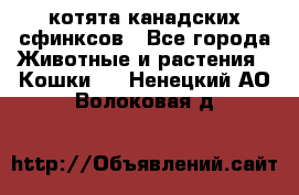 котята канадских сфинксов - Все города Животные и растения » Кошки   . Ненецкий АО,Волоковая д.